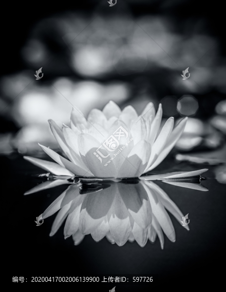 黑白蓮花藝術(shù)照