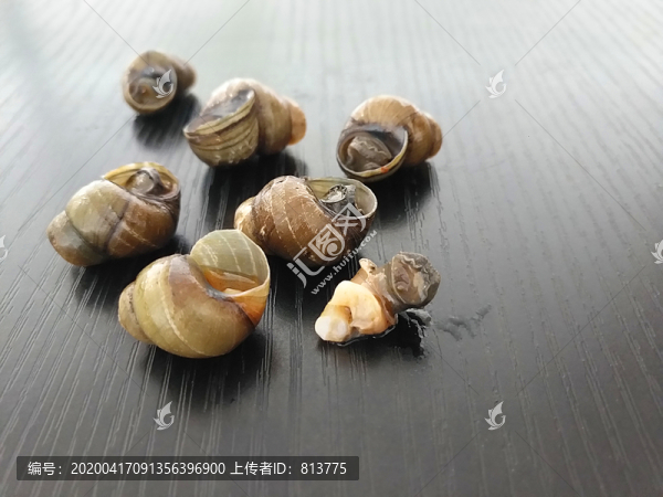 靜物螺螄肉