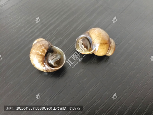 兩顆螺螄