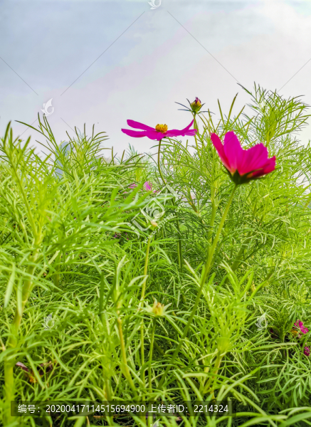 波斯菊