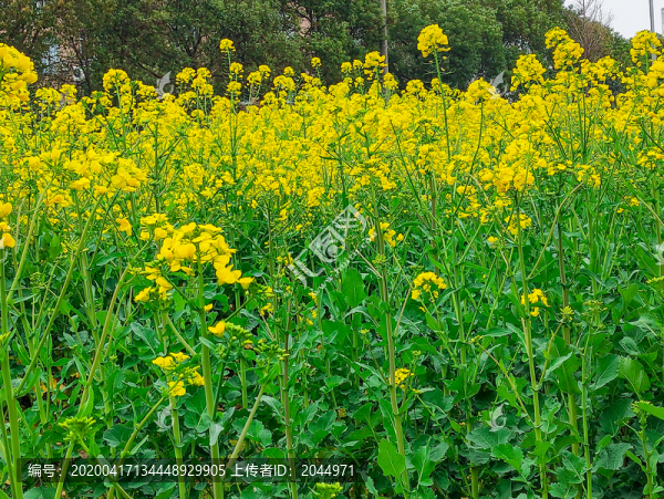 油菜花