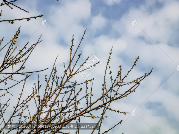 梅花