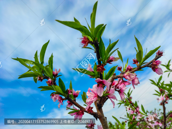 桃花
