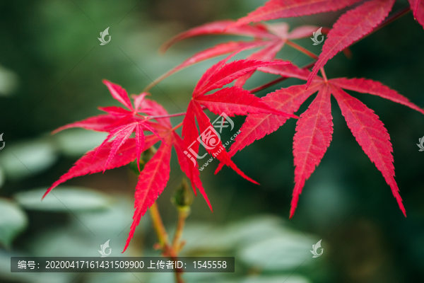 花卉微距特寫