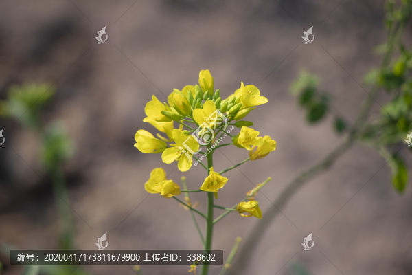 油菜