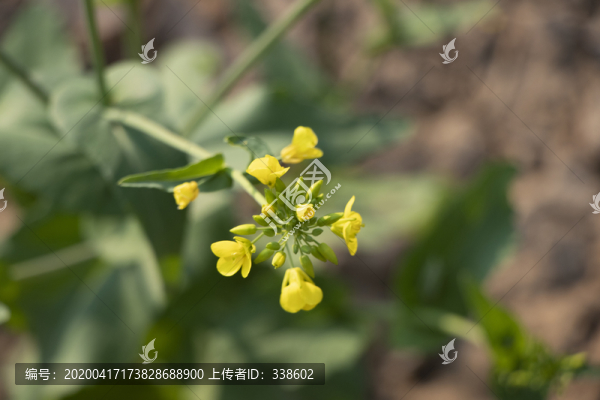油菜花
