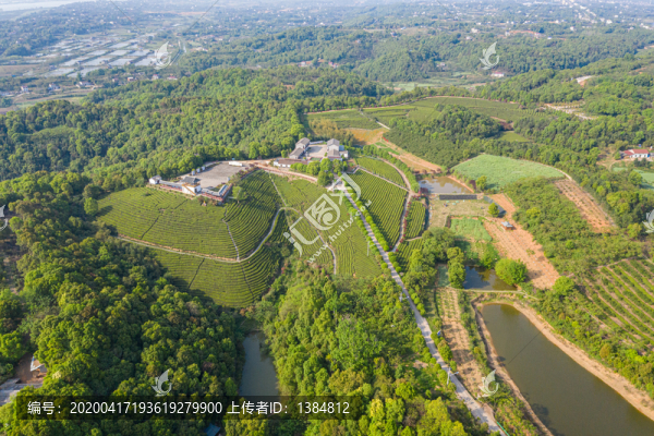 高山茶園