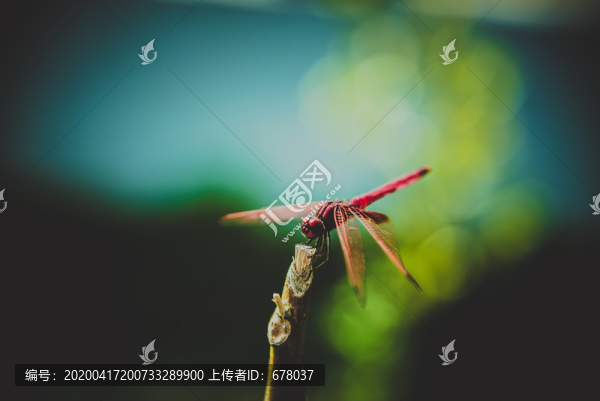 紅蜻蜓