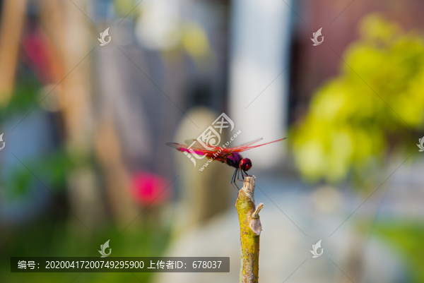 紅蜻蜓