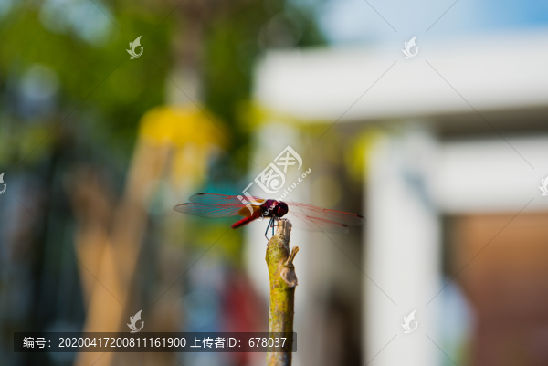 紅蜻蜓