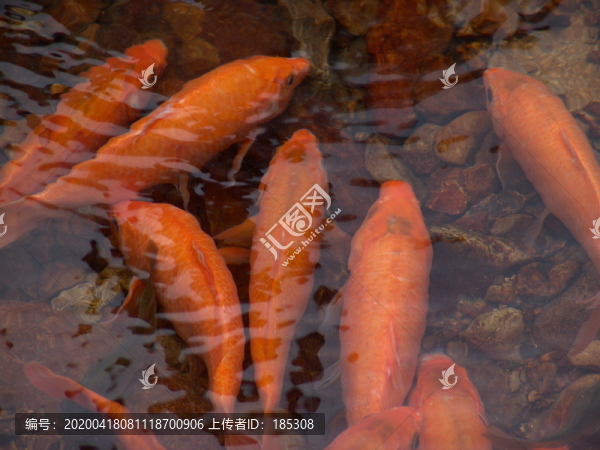 田魚
