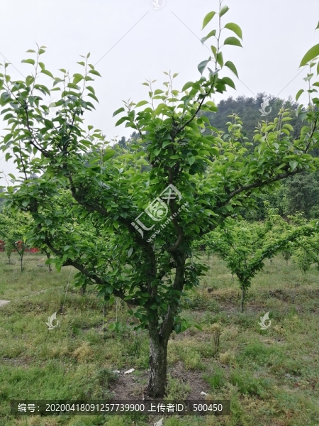 梨樹(shù)