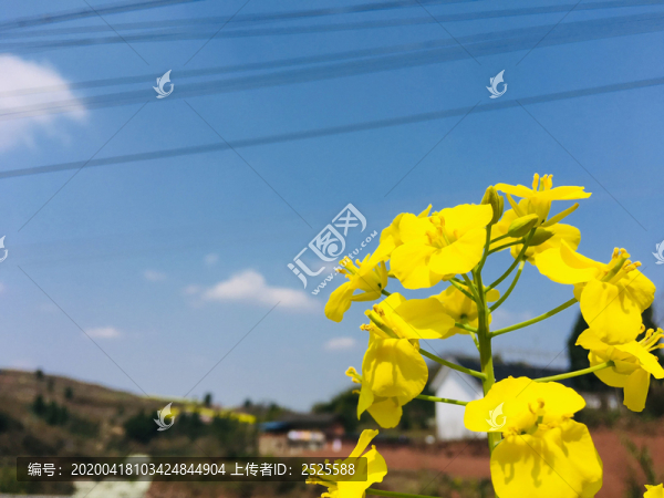 油菜花菜籽花春天陽(yáng)光生機(jī)