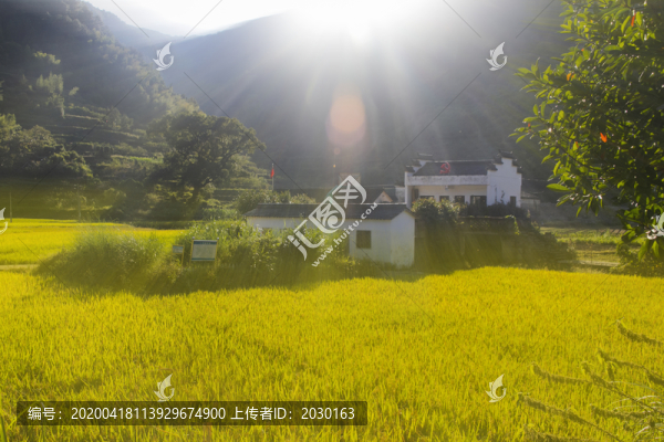 稻田