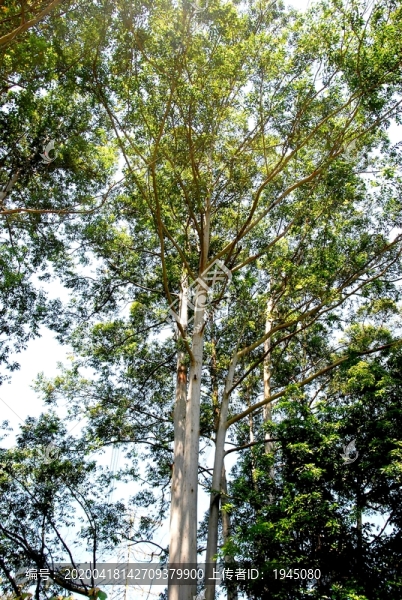 仰拍桉樹