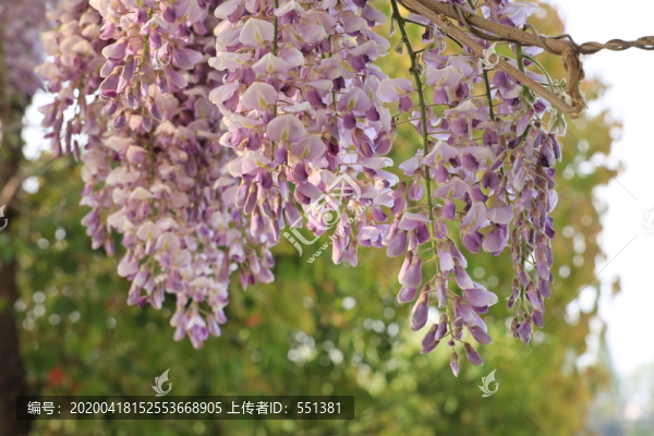 紫藤花