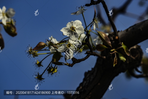 梨花