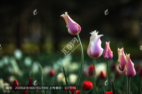 郁金香