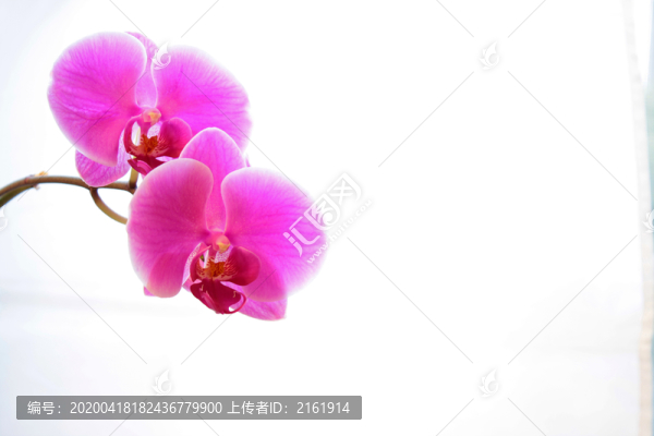 在綻放的桃紅色蘭花植物