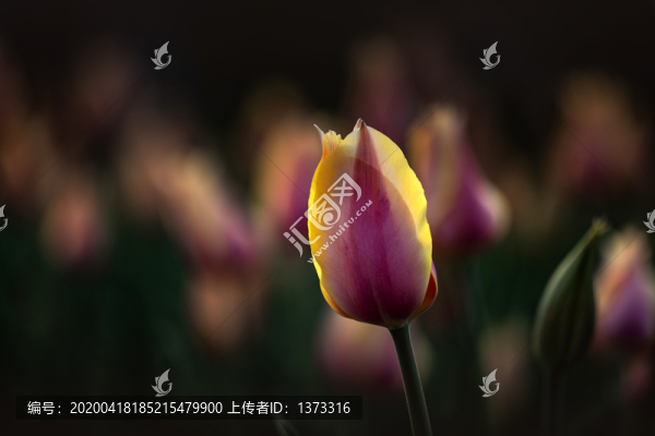 郁金香