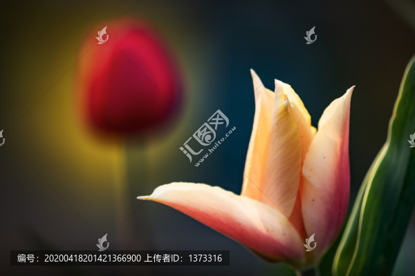 郁金香