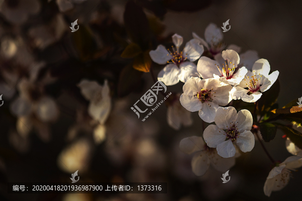 紫葉李