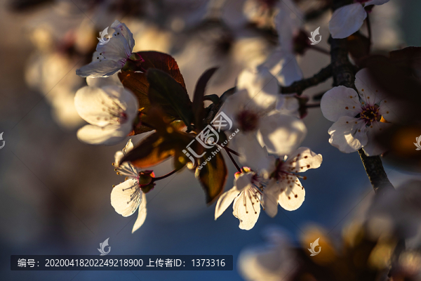 紫葉李