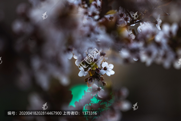 紫葉李