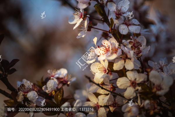 紫葉李