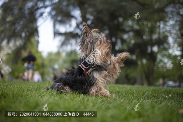 約克夏梗犬幼犬
