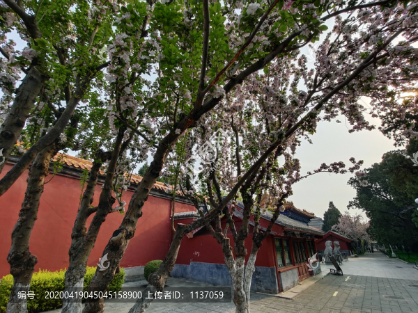 北京中山公園海棠樹