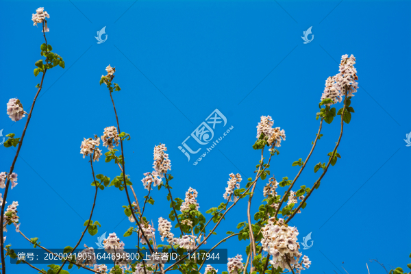 泡桐樹開花