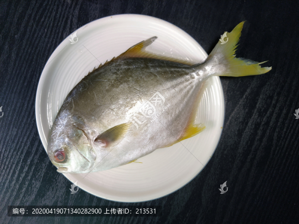 金鯧魚