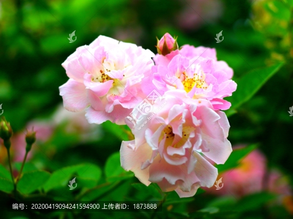 薔薇
