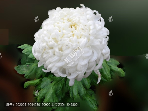 玉佛苑菊展照
