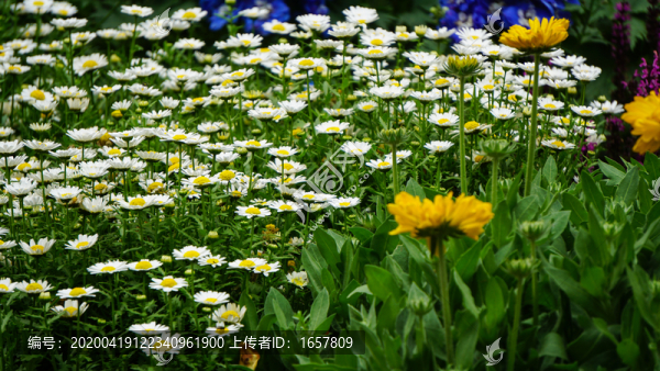 雛菊花園