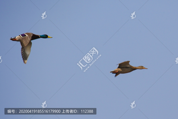 野鴨綠頭鴨侯鳥(niǎo)遷徙翱翔