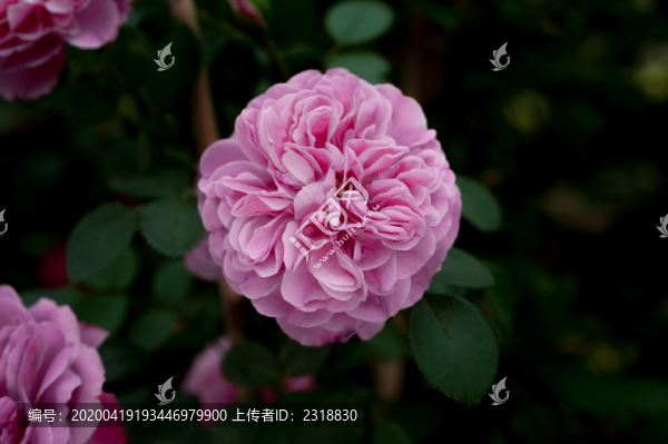 粉色達(dá)芬奇