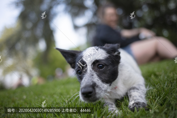杰克羅素梗幼犬