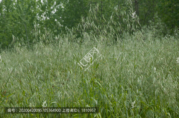 野生燕麥