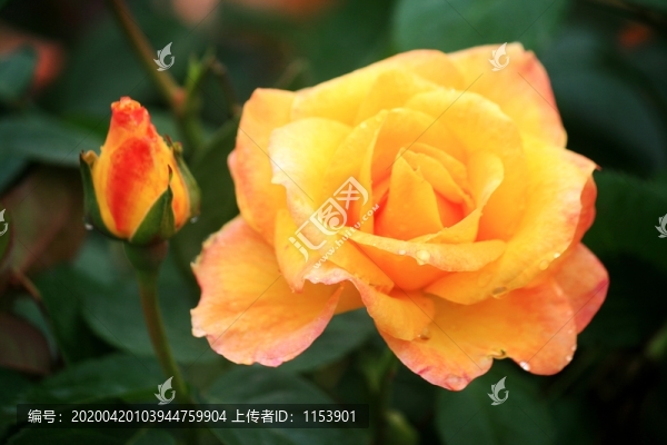 月季花