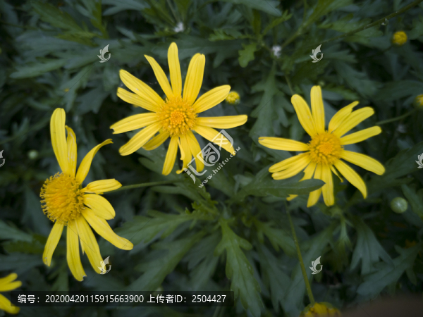 小菊花
