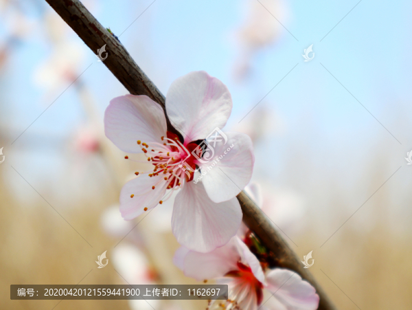 盛開(kāi)的桃花