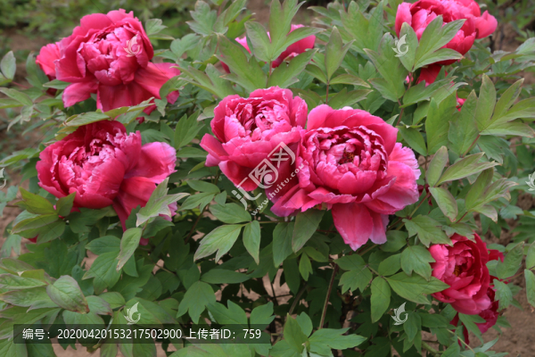 牡丹花