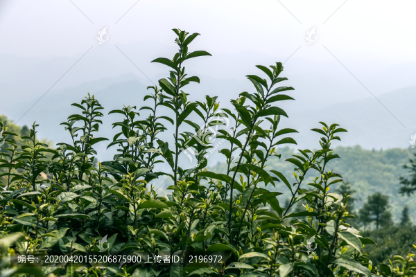 高山茶林
