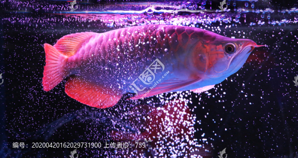 金龍魚