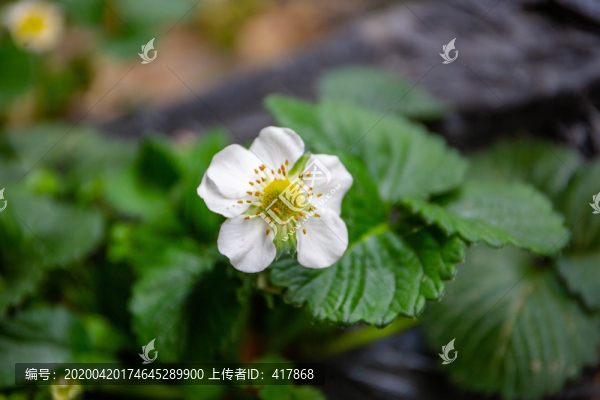 草莓花朵