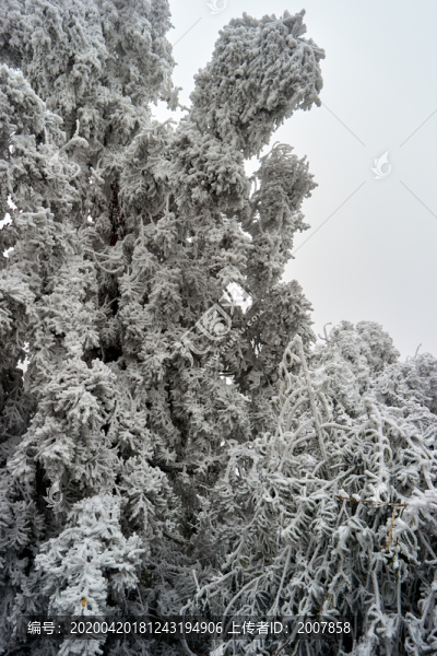 雪松冰掛