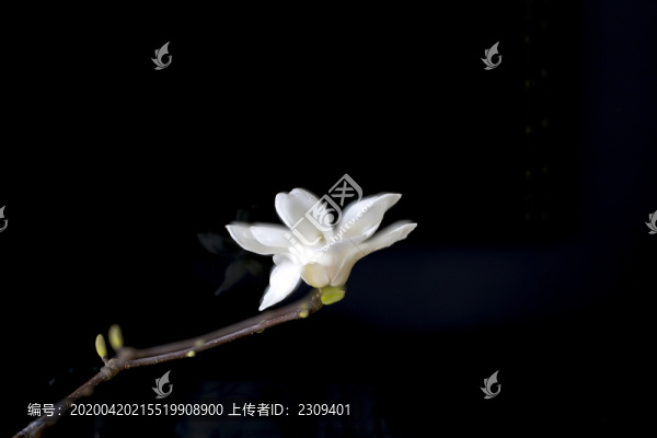 白玉蘭