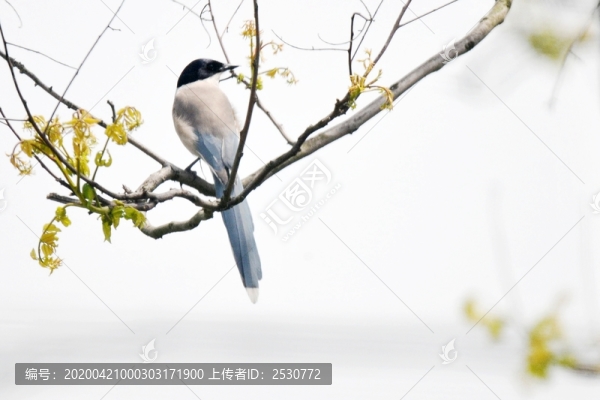 灰喜鵲